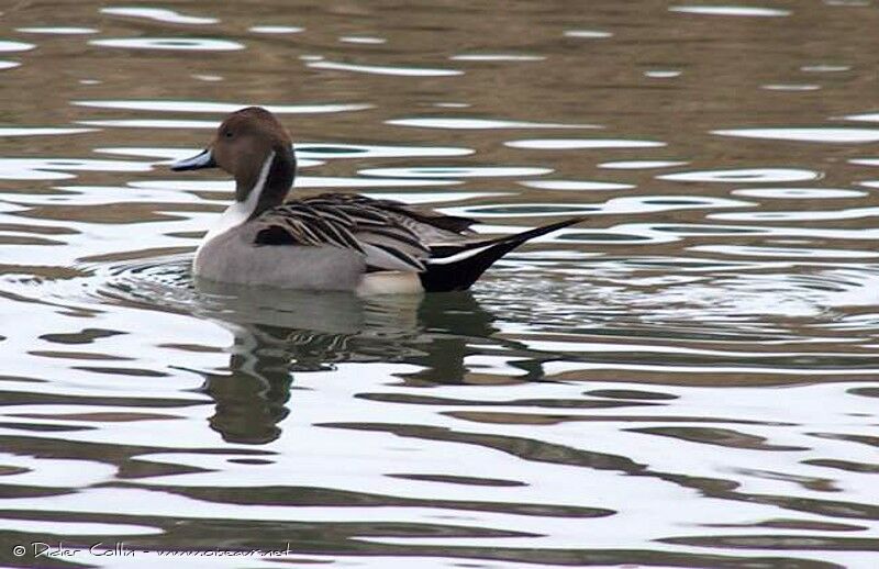 Canard pilet mâle adulte, identification