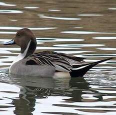 Northern Pintail