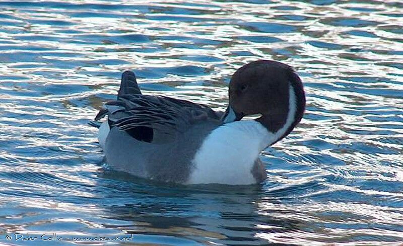 Northern Pintail male adult, identification