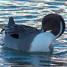 Northern Pintail