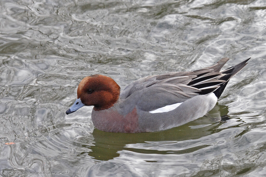 Canard siffleur mâle adulte