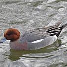 Canard siffleur