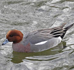 Eurasian Wigeon