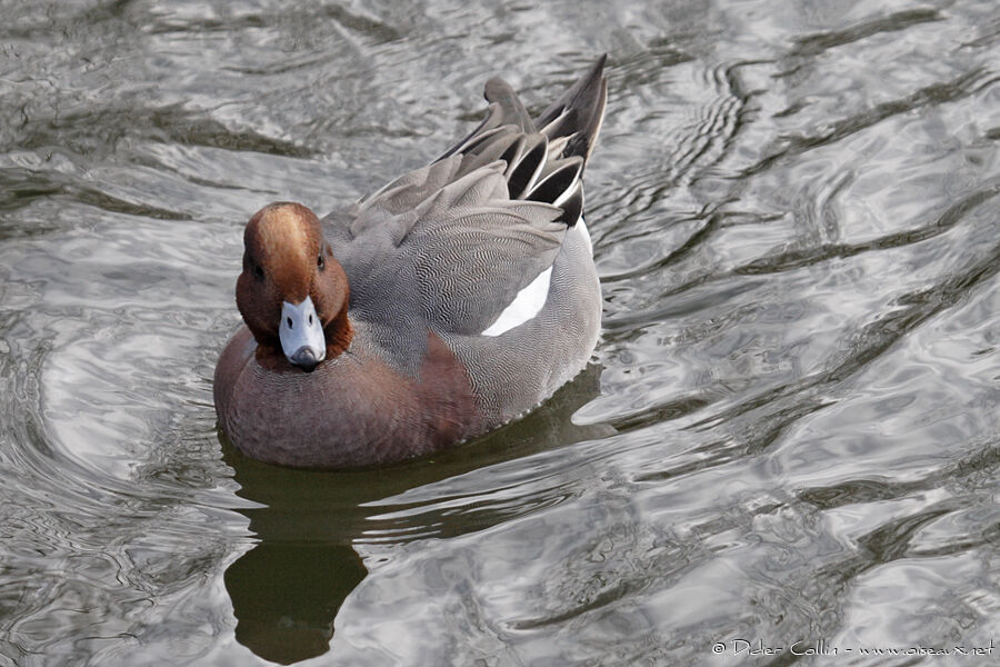 Canard siffleur mâle adulte, identification