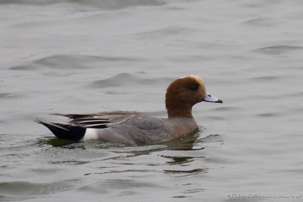 Canard siffleur mâle adulte, identification