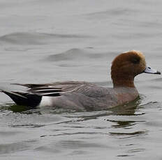 Eurasian Wigeon