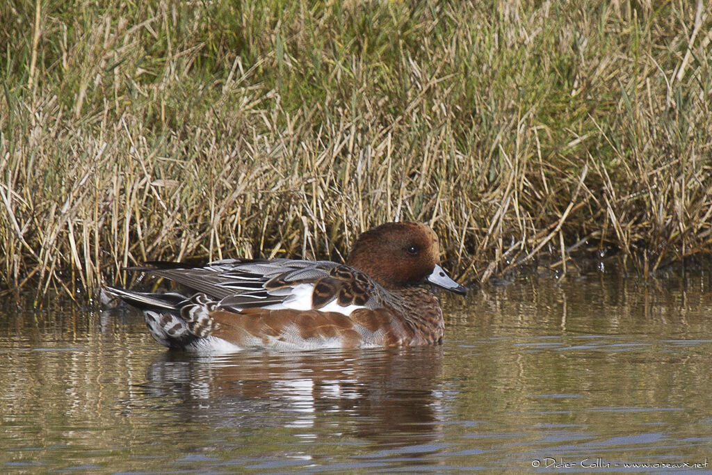 Eurasian Wigeon