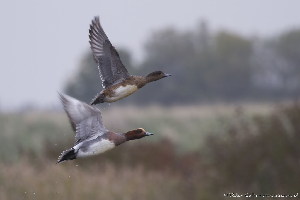 Canard siffleuradulte, Vol