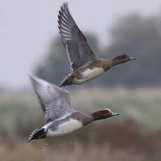 Eurasian Wigeon