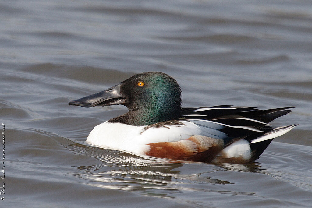 Northern Shoveler male adult breeding, swimming