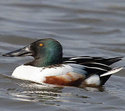 Northern Shoveler