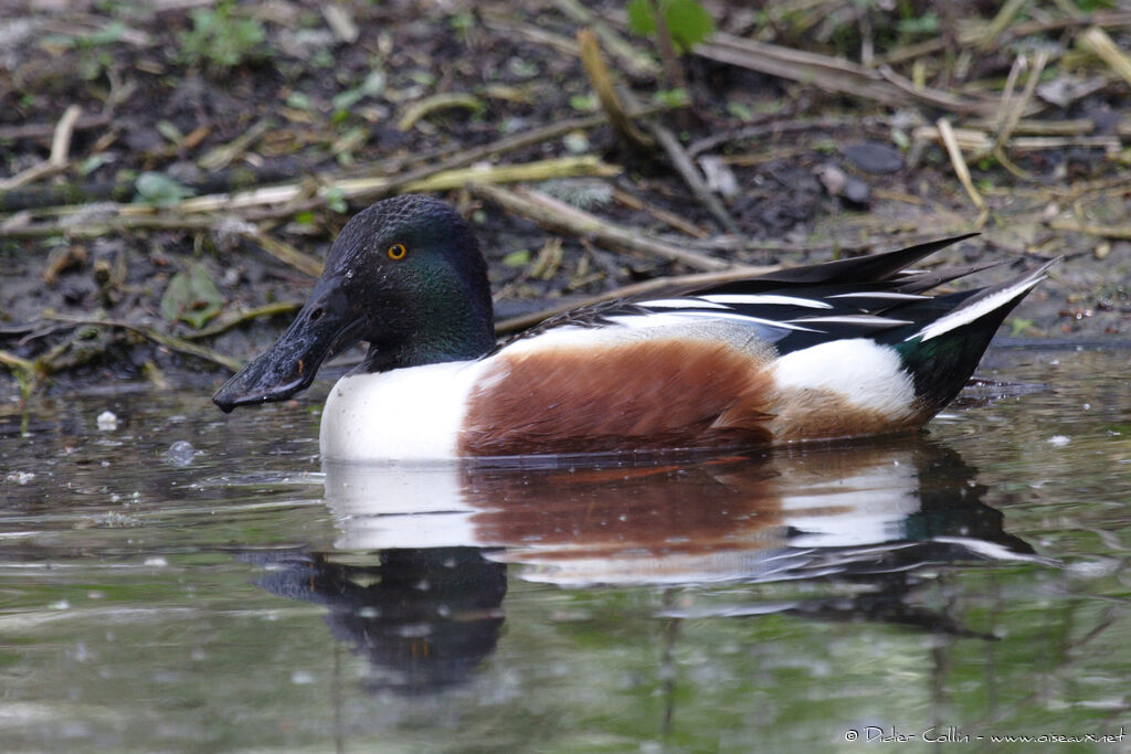 Canard souchet mâle adulte