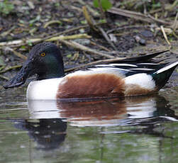 Canard souchet