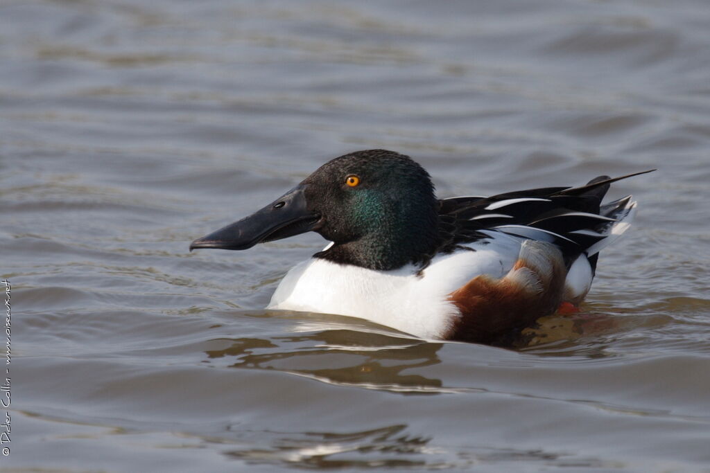 Northern Shoveler male adult, identification