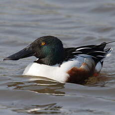 Northern Shoveler