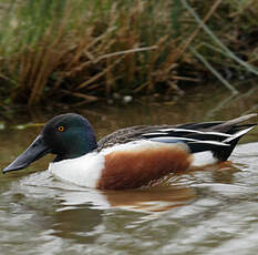 Canard souchet