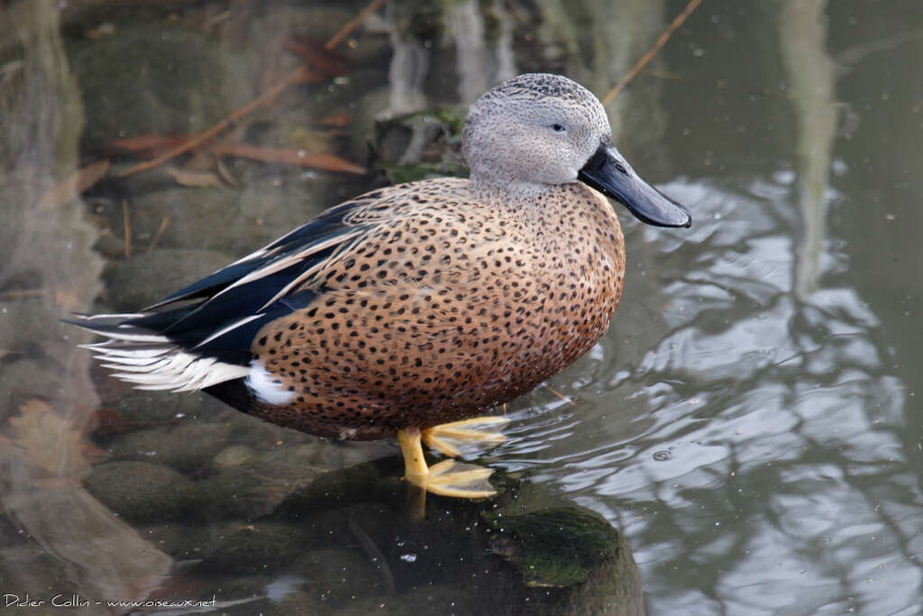 Canard spatuleadulte, identification