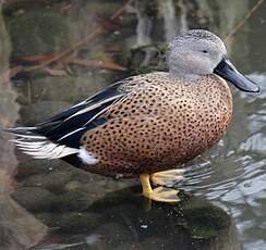 Red Shoveler