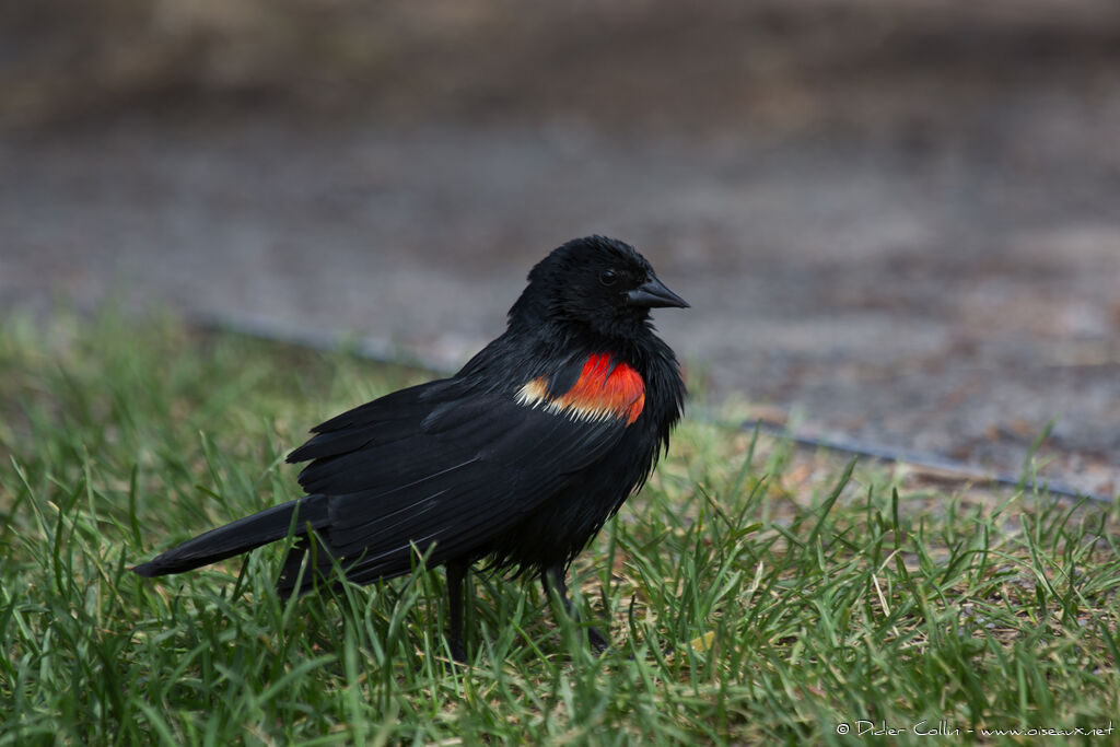 Red-winged Blackbird male adult, identification