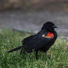 Red-winged Blackbird