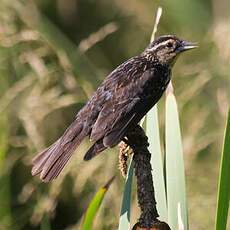 Red-winged Blackbird