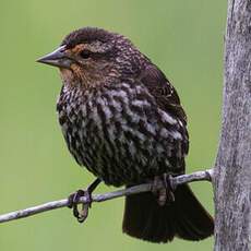 Red-winged Blackbird