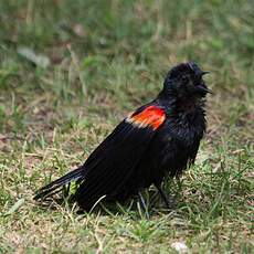 Red-winged Blackbird