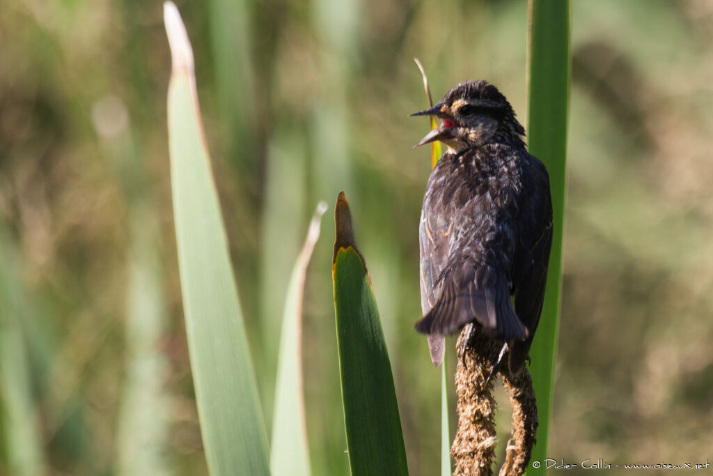 Red-winged Blackbird female adult, identification, song