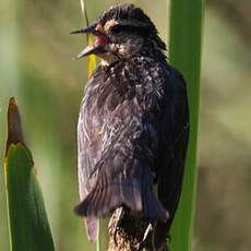 Red-winged Blackbird