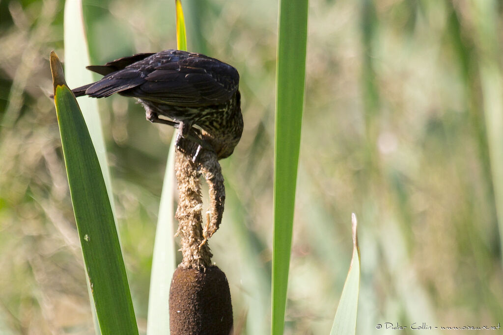 Red-winged Blackbird female adult, feeding habits