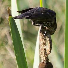 Red-winged Blackbird