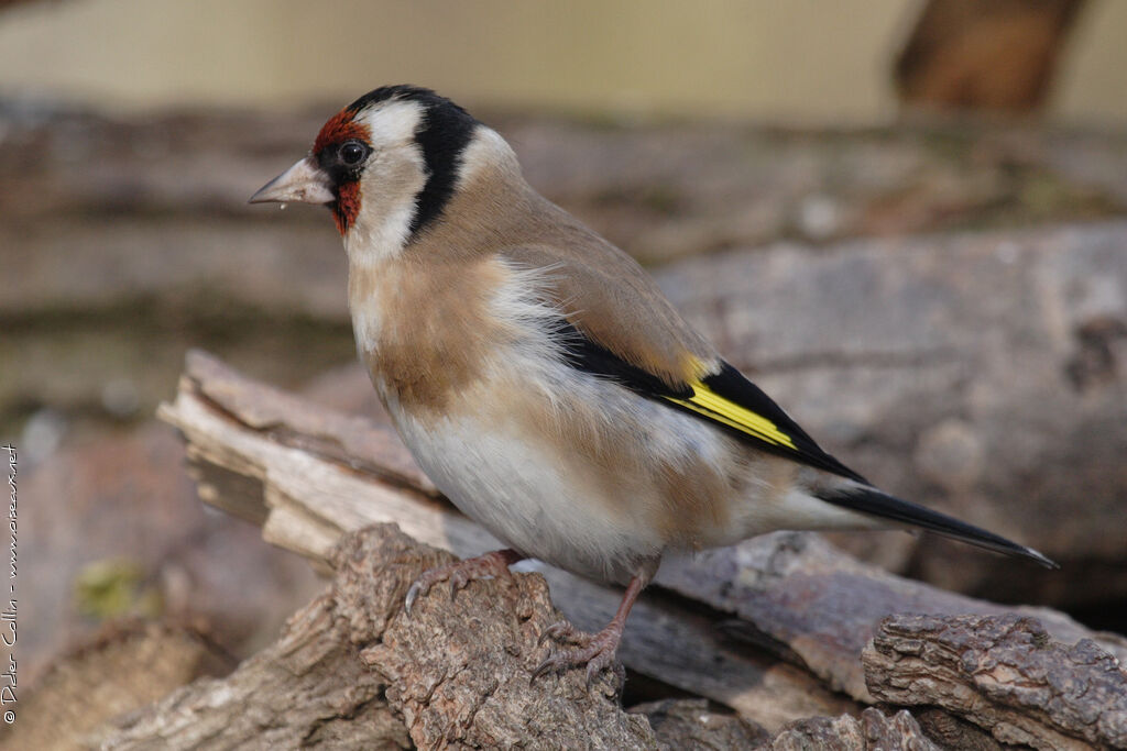 European Goldfinchadult