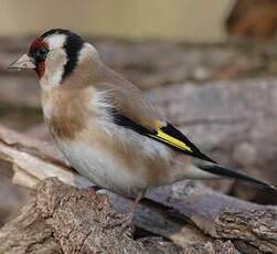 European Goldfinch