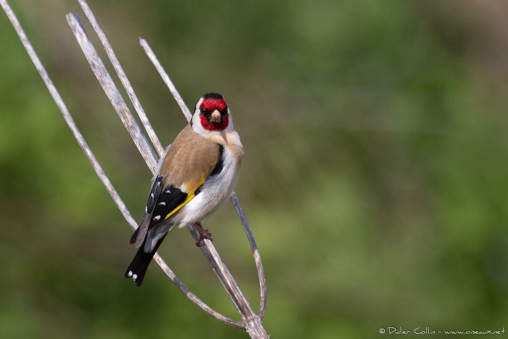 European Goldfinchadult, identification