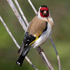 European Goldfinch