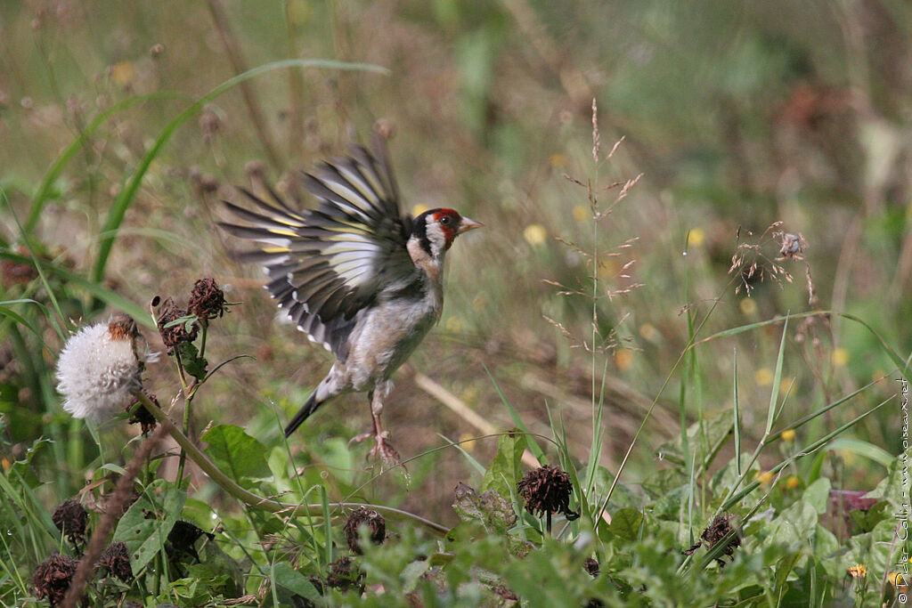 European Goldfinch, Flight