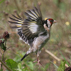 European Goldfinch