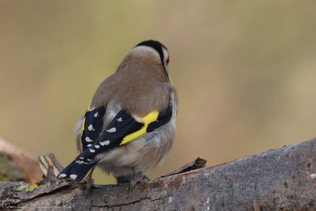 European Goldfinchadult, aspect