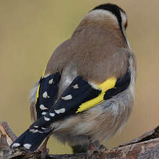 European Goldfinch