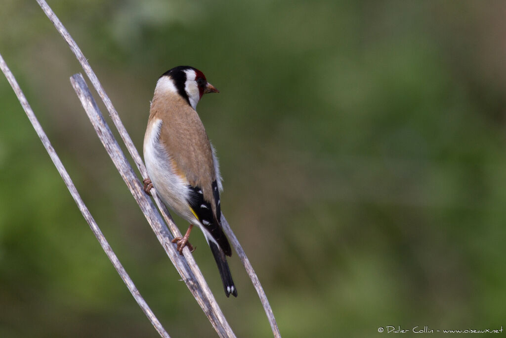 European Goldfinchadult