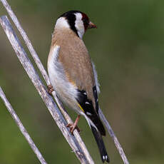 European Goldfinch