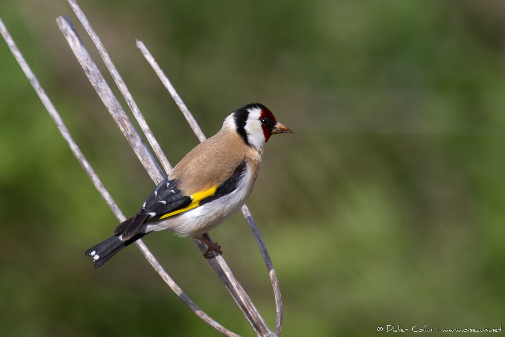 European Goldfinchadult, identification