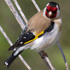 European Goldfinch