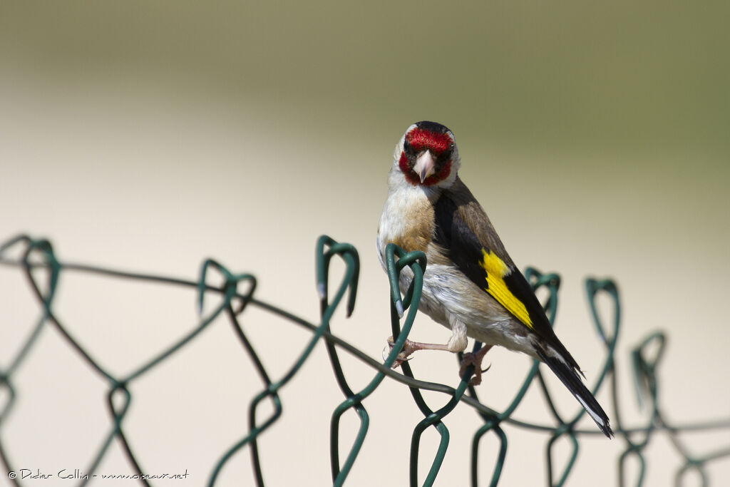 European Goldfinchadult