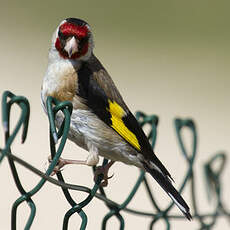 European Goldfinch