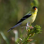 Chardonneret jaune