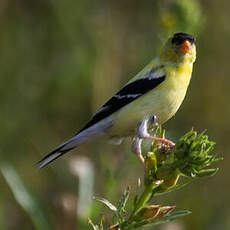 Chardonneret jaune