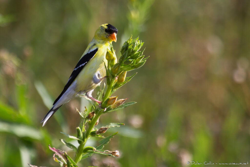 American Goldfinchadult