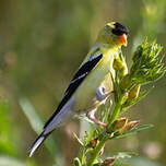 Chardonneret jaune