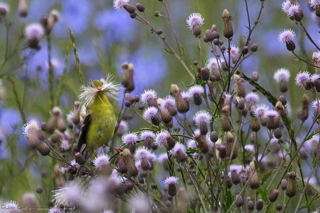 Chardonneret jaune femelle adulte, Nidification, Comportement